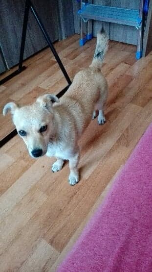 "Pestka" odłowiona z ulicy