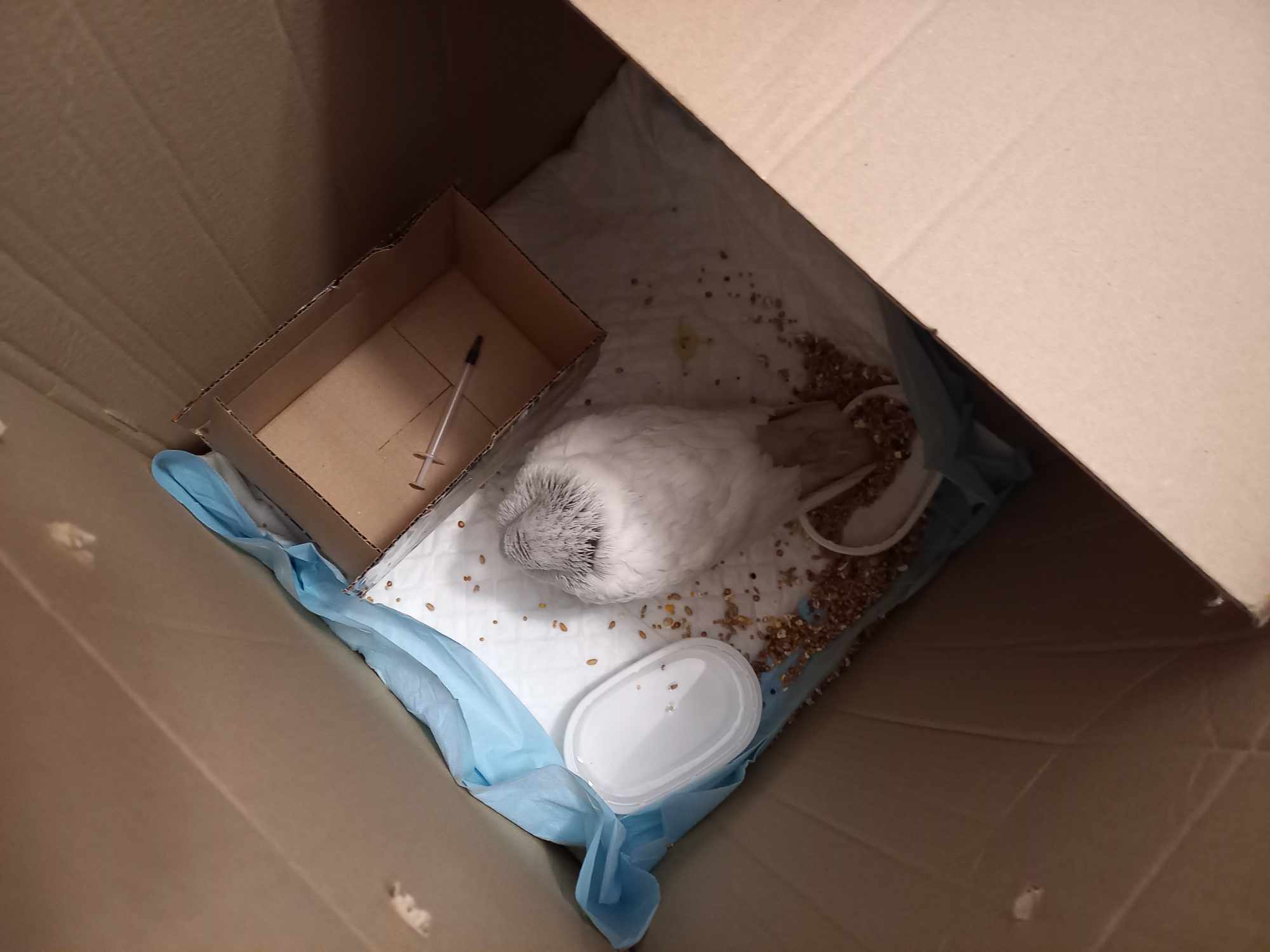 "Spirit" — uratowany po wypadku